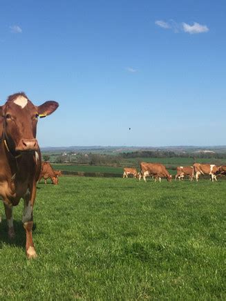 chanel island milk|channel islands dairy farms.